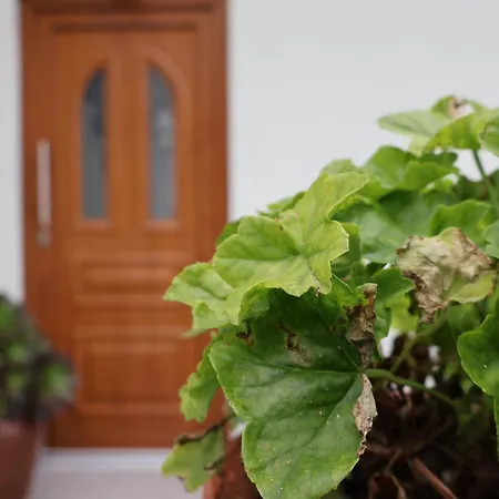 Casa Chães Alojamento de Acomodação e Pequeno-almoço
