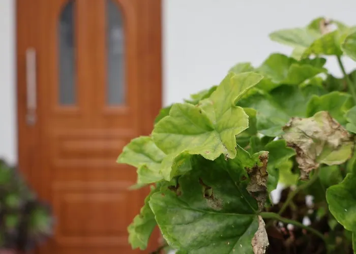 Casa Chaes Bed & Breakfast